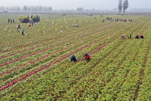 豐南發展無公害綠色蔬菜種植促農增收 農業種植技術開發新路徑