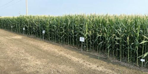 科技賦能，綠色共生 中化農業MAP發布2024綠色高質量發展報告，引領農業種植技術開發新篇章