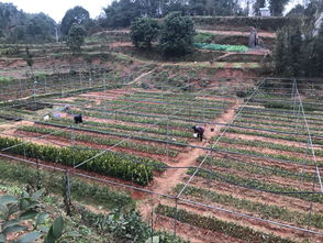 樂山地杰農林科技 深耕油茶種植基地，以技術創新驅動產業高質量發展