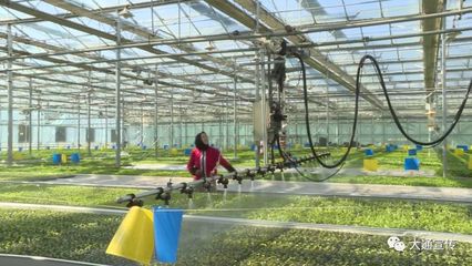 大通設施農業園區育苗基地有序復產，優質種苗與技術創新引領農戶發展