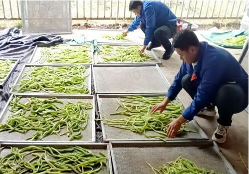 臨夏執稅之筆，奮力書寫富農豐收卷——農業種植技術開發賦能鄉村振興